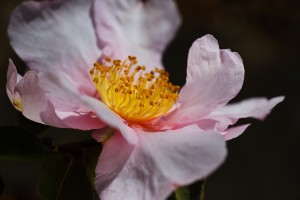Curves Of Camellia Flower